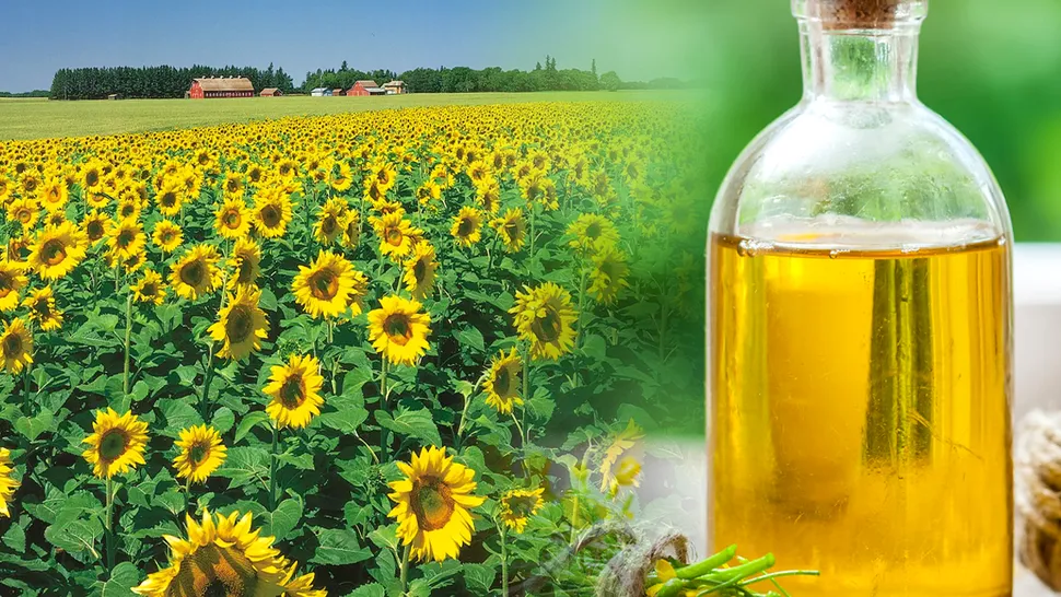 Din câte kilograme de floarea soarelui se face 1 litru de ulei. Puțini știu asta