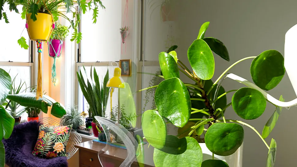 La cât timp se udă plantele de apartament toamna. Secretul experților pentru flori frumoase