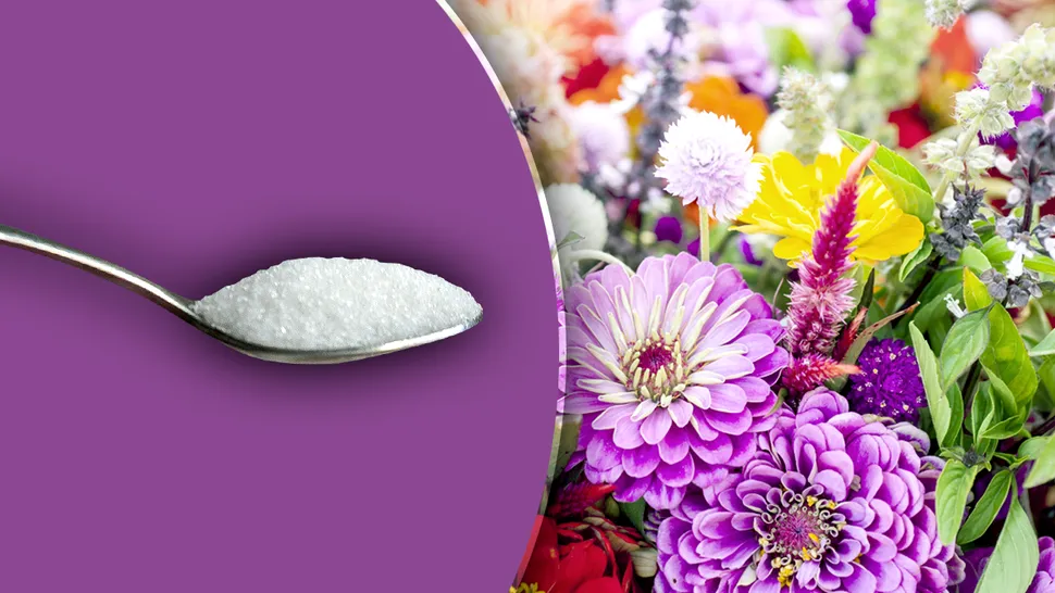 O linguriță din acest ingredient secret și plantele tale vor exploda de flori. Dă rezultate bune la trandafiri și orhidee, nu se vor opri din creștere