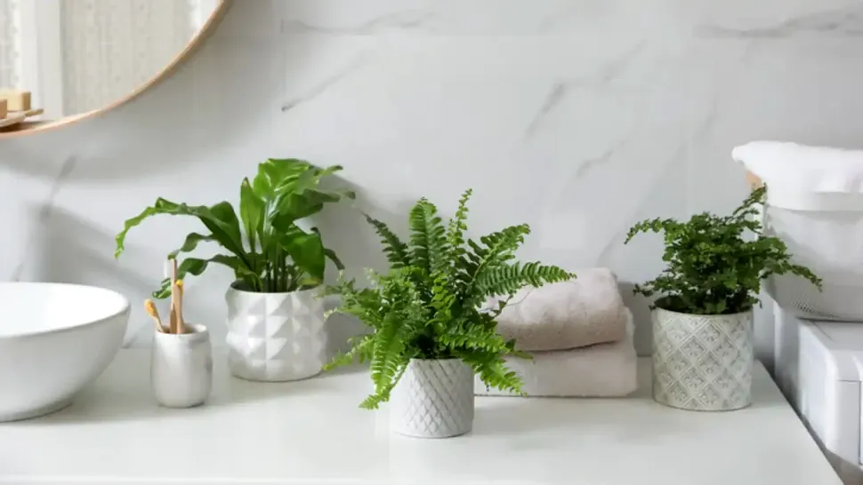 7 plante ideale pentru baie. Rezistă fără nicio problemă la umiditate, dau culoare locului
