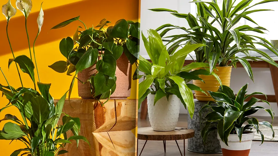 Presară acest condiment secret peste plante și urmărește ce se întâmplă. Remediul genial al grădinarilor cu experiență