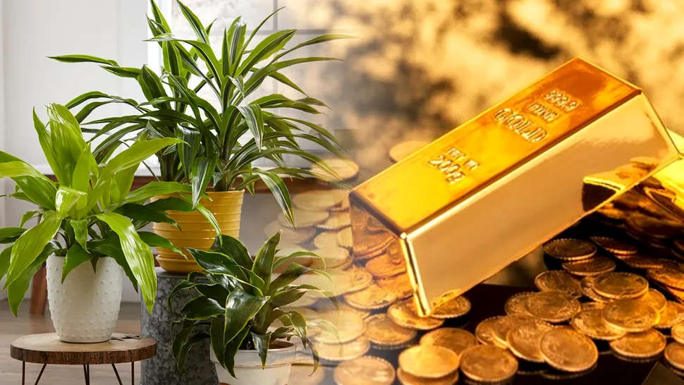 Planta pe care trebuie să o ai în casă pentru a atrage prosperitatea. Unde e bine să o așezi, aduce noroc în viața ta