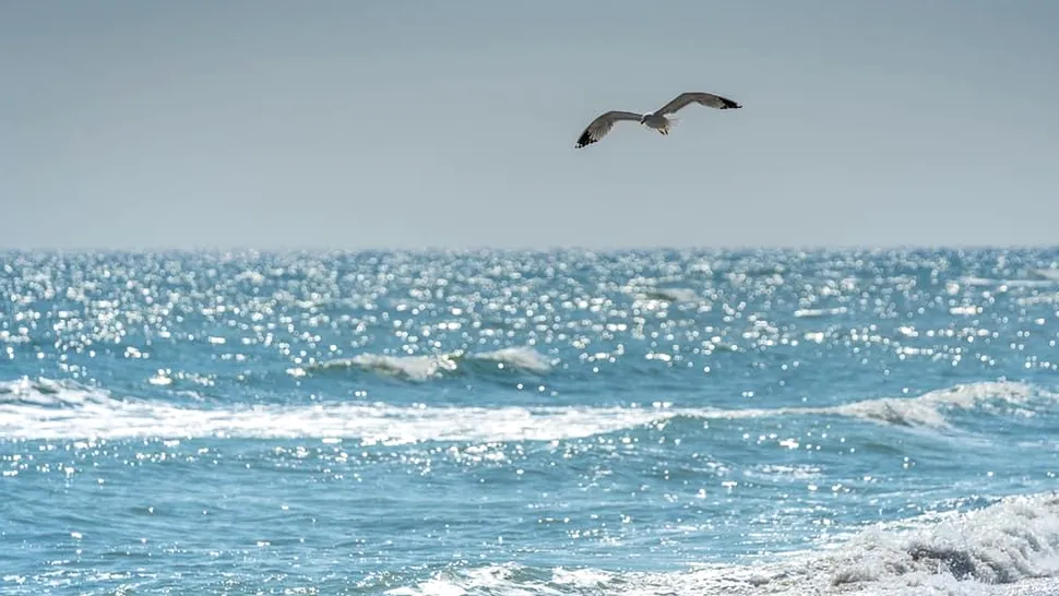 Fenomen rar la Marea Neagră. Nu s-a mai întâmplat așa ceva de 40 de ani Foto