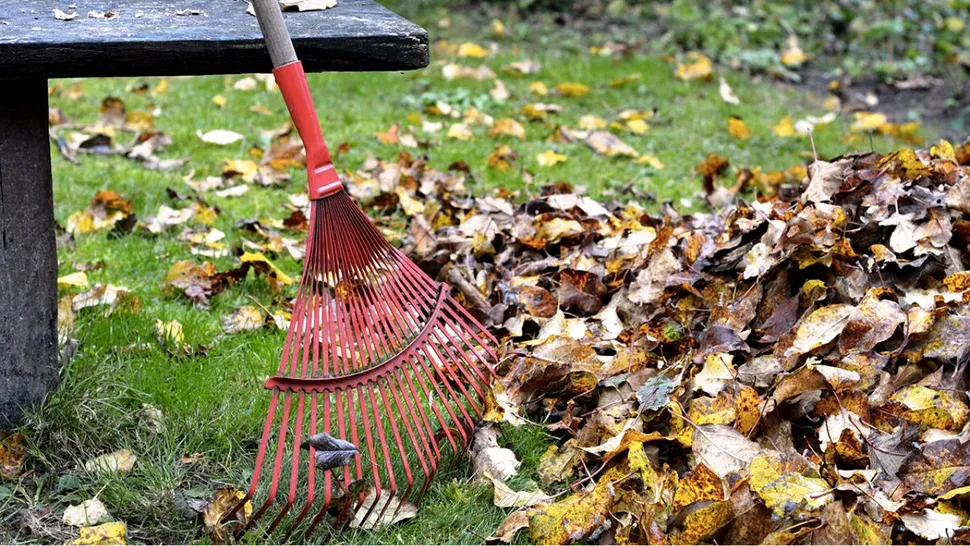 Toți românii care stau la curte trebuie să afle asta. Ce nu mai au voie să facă, legea spune clar