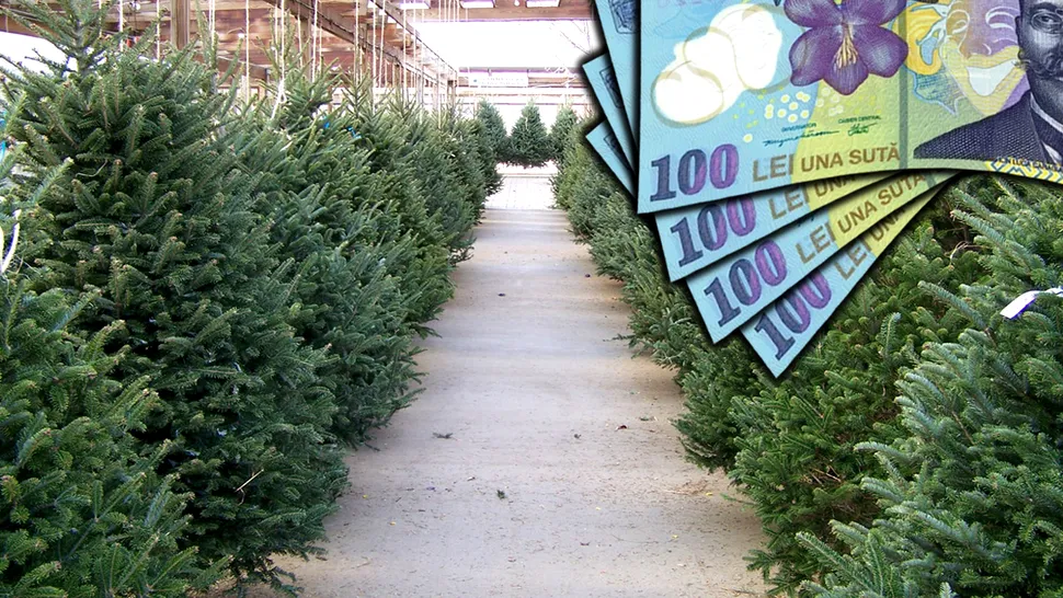 Cât costă brazii de Crăciun în 2023. Prețuri pentru brad natural și artificial