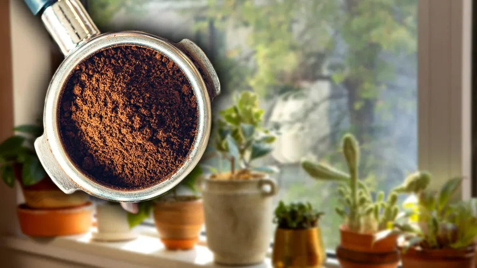 Cum se folosește zațul de cafea la flori, de fapt, și cu ce le ajută. Efecte uimitoare