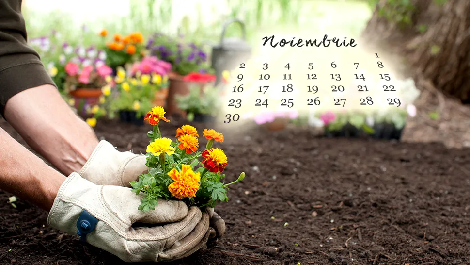 5 flori pe care să le plantezi în noiembrie în grădina. Îți vor transforma curtea casei într-un colț de rai