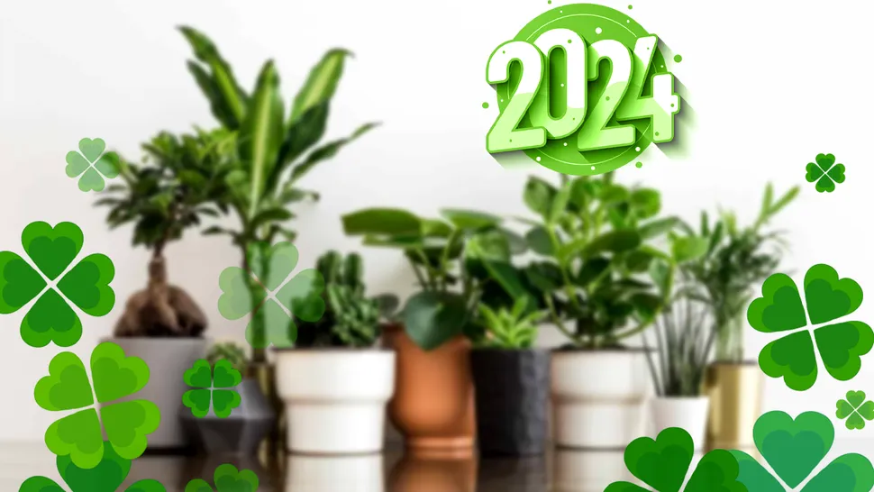 Plantele pe care să le cumperi în 2024. Îți aduc sănătate, bunăstare și noroc în casă