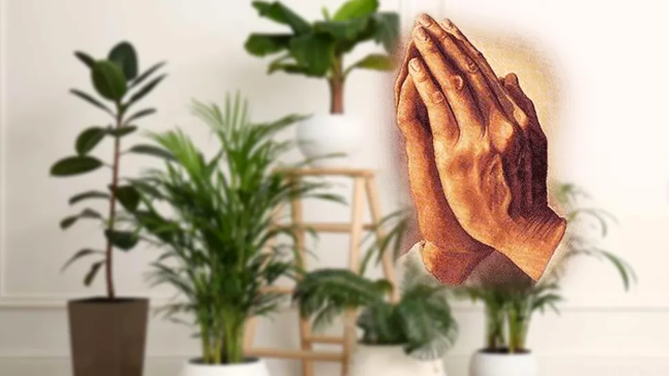 Cum arată Maranta, planta care se roagă pentru casă. De ce e bine să o ai în locuință și cum se îngrijește