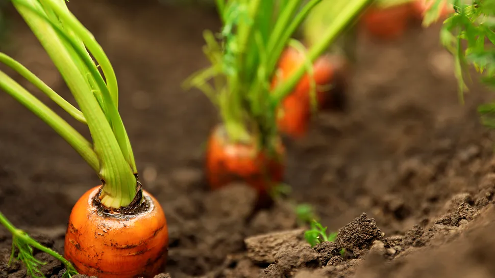 Ce legume poți să plantezi lângă morcovi. Așa nu vei strica recolta