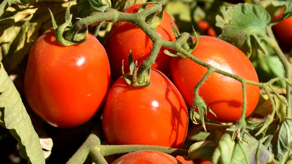 La cât timp se stropesc roșiile după plantare? Trucuri și sfaturi pentru o recoltă bogată
