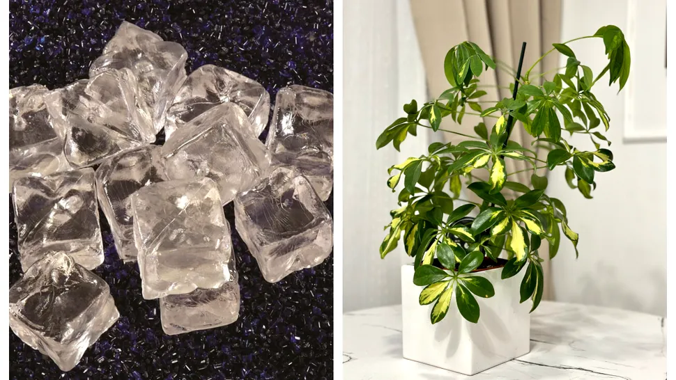 Este bine să pui cuburi de gheață în ghiveciul cu flori? Experții în grădinărit au spus adevărul