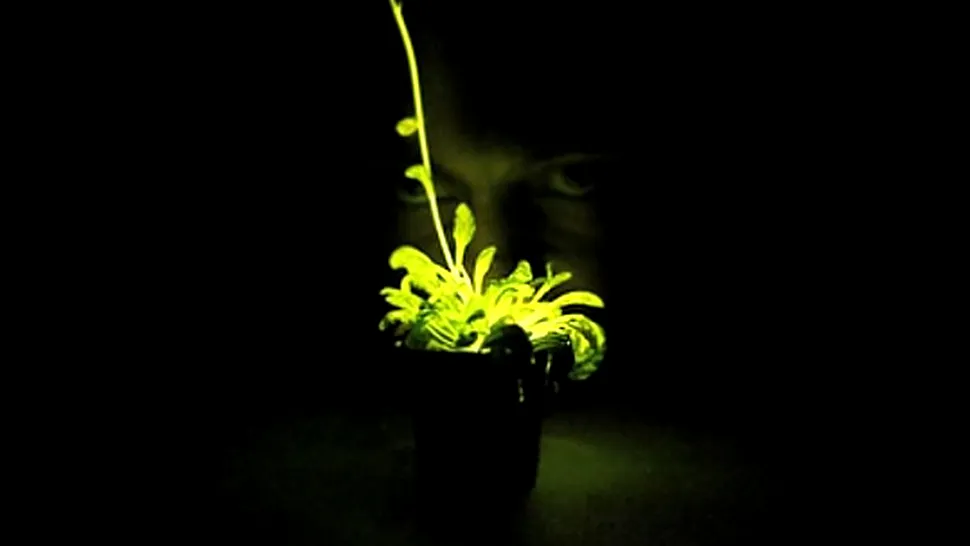 Plantele care strălucesc noaptea. Arată senzațional și sunt ușor de îngrijit