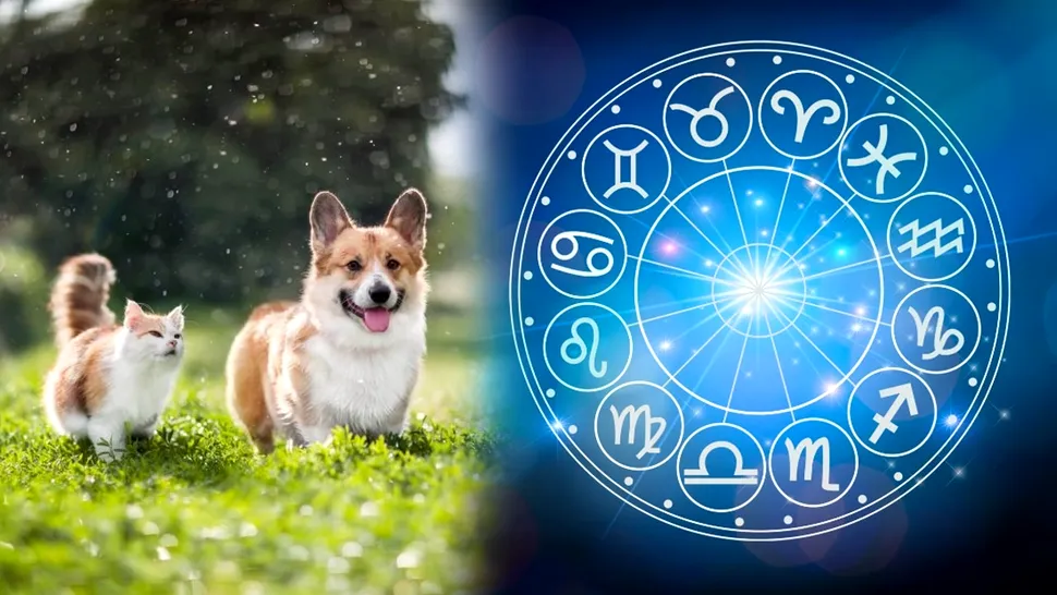 Ce animal de companie e bine să ai, în funcție de zodie