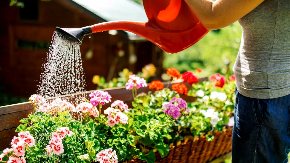 Ce temperatură trebuie să aibă apa cu care uzi florile. Este cel mai important lucru pe care trebuie să îl știi despre plantele tale
