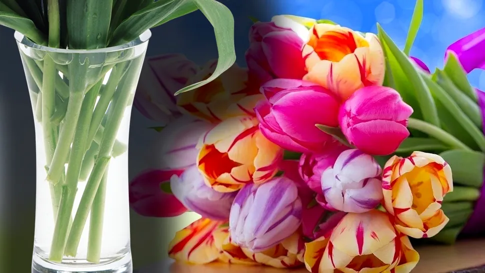 Cât pot rezista florile în vază? Trucul prin care le prelungești prospețimea