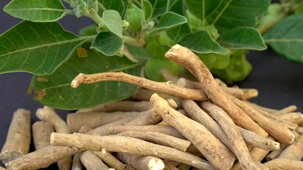 Ashwagandha: beneficii, riscuri și precauții. Ce trebuie să știi despre această plantă medicinală