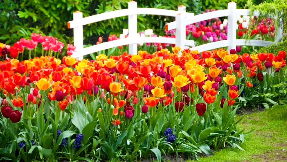 Cum îngrijești bulbii de lalele după ce florile s-au scuturat. Trucul folosit de bunici