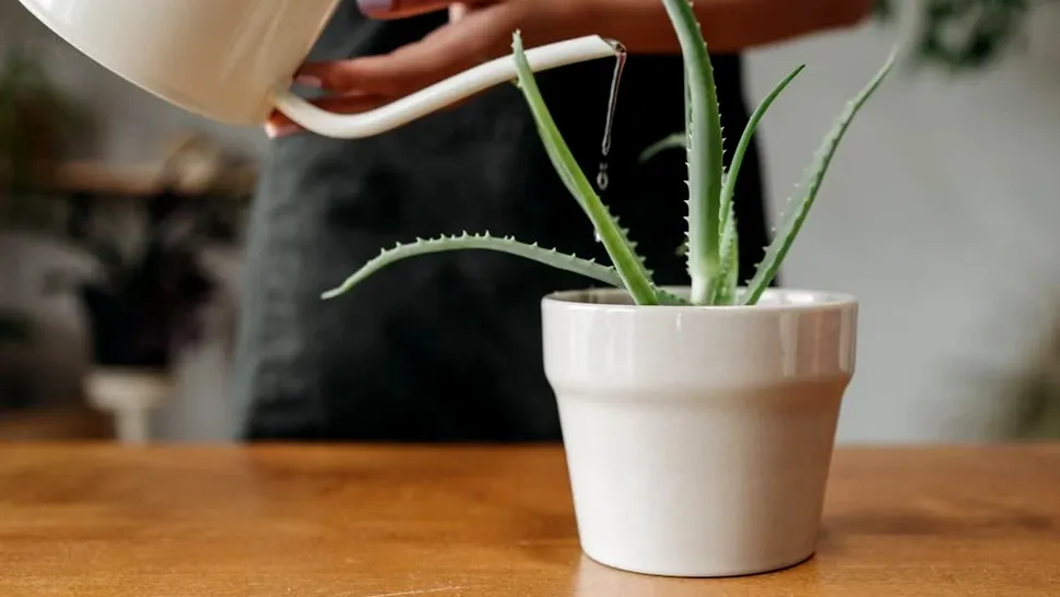Ce conține „apa secretă” care face aloe vera să crească frumos și sănătos