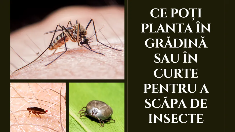 Ce poți planta în grădină sau în curte pentru a scăpa de căpușe, purici și țânțari