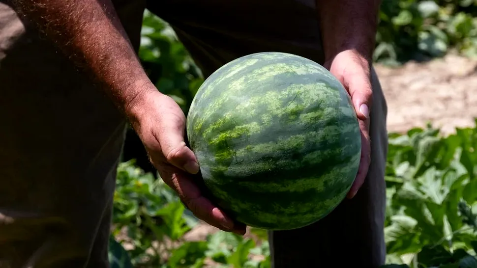Cum obții lubenițe dulci și aromate? Trucurile folosite de străbuni care încă dau rezultate