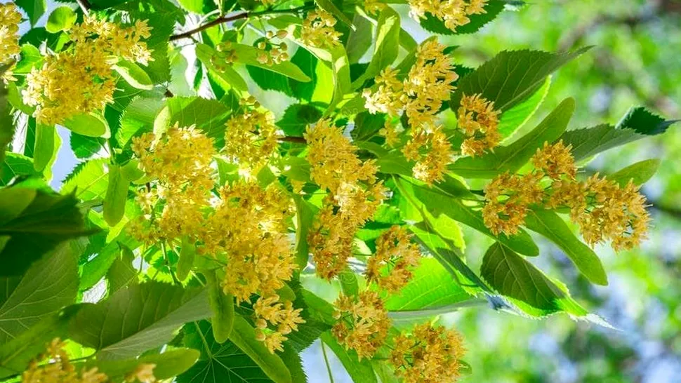 Când și cum se culeg florile de tei pentru ceaiuri parfumate iarna