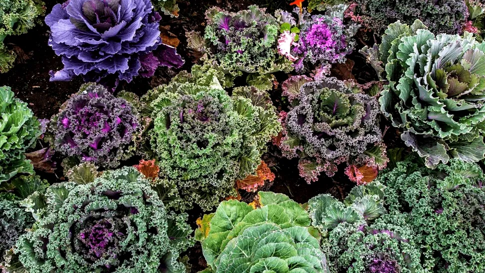 Varza kale, leguma care susține longevitatea. De ce este recomandată de nutriționiști pentru o viață mai lungă